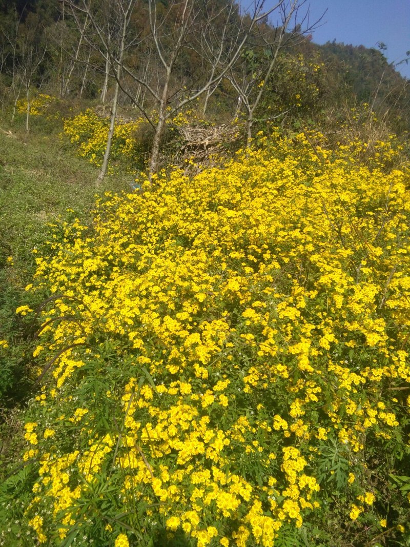 野菊花