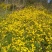 野菊花