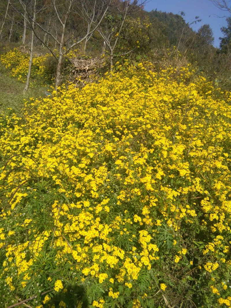 野菊花