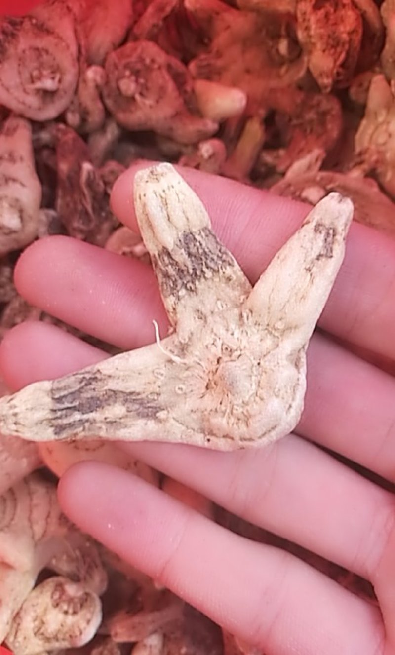 白芨三叉白芨三叉戟白芨个子