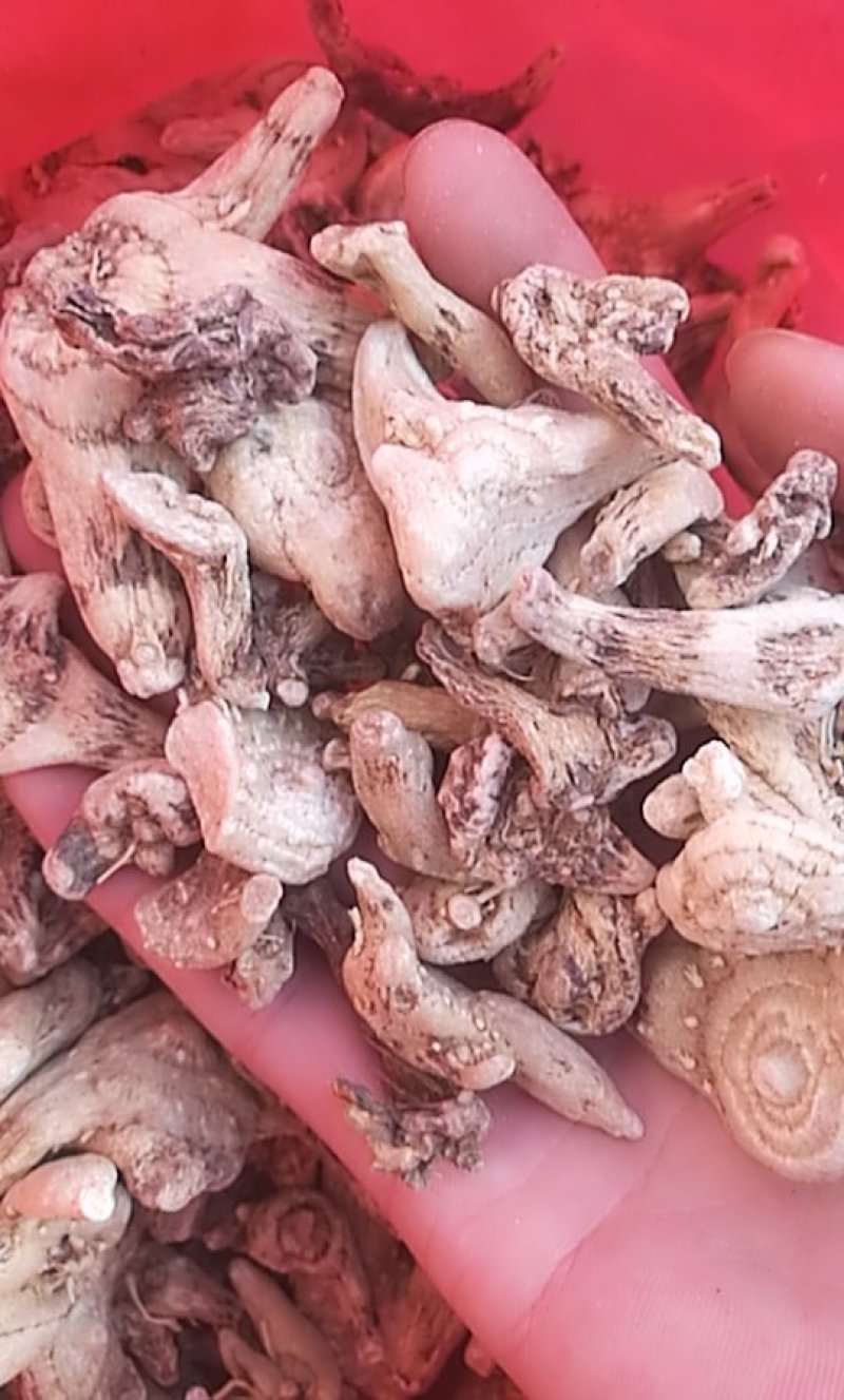 白芨三叉白芨三叉戟白芨个子