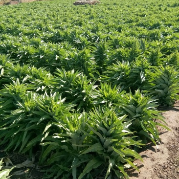 尖叶莴笋大量上市