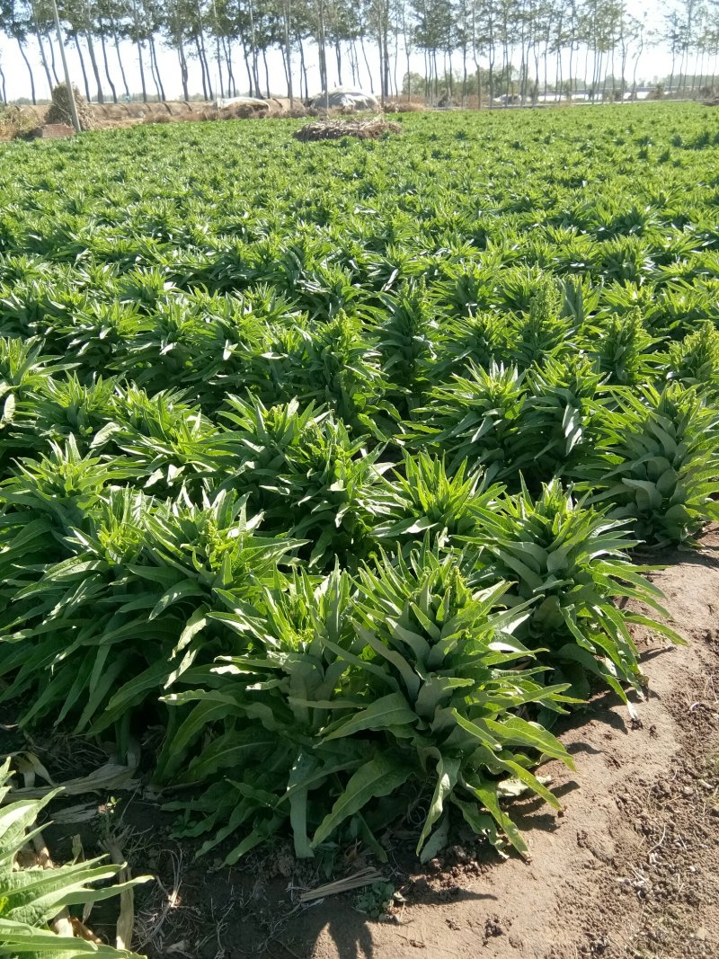 尖叶莴笋大量上市