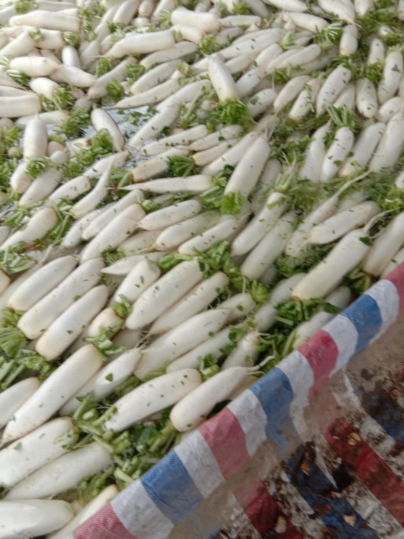 湖北白箩卜，有808的，秀美的，属露地货，量大品质好