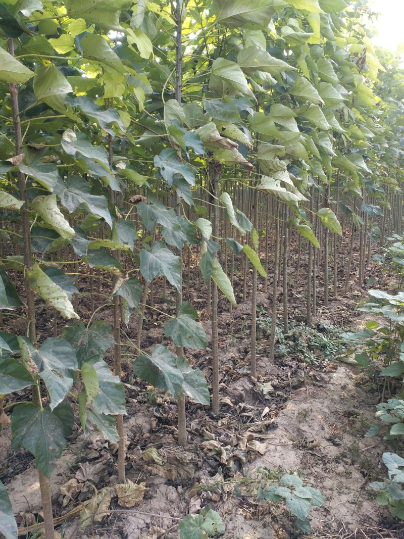 楸树园林绿化传供，服务最好，价格最低！