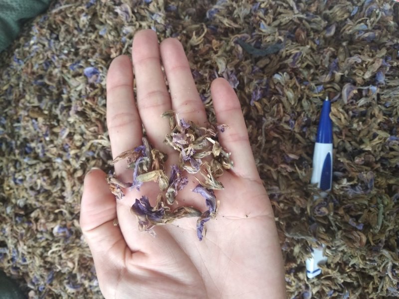 葛花无硫磺熏大葛花顔色靓