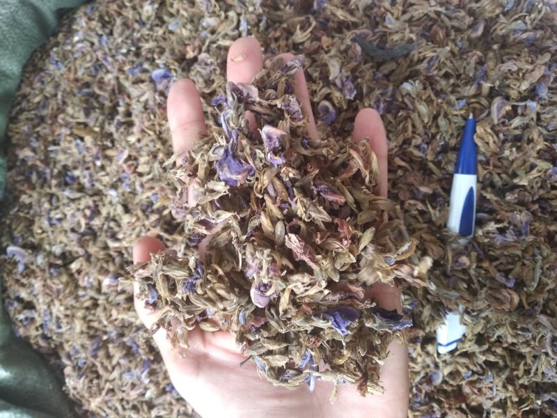葛花无硫磺熏大葛花顔色靓