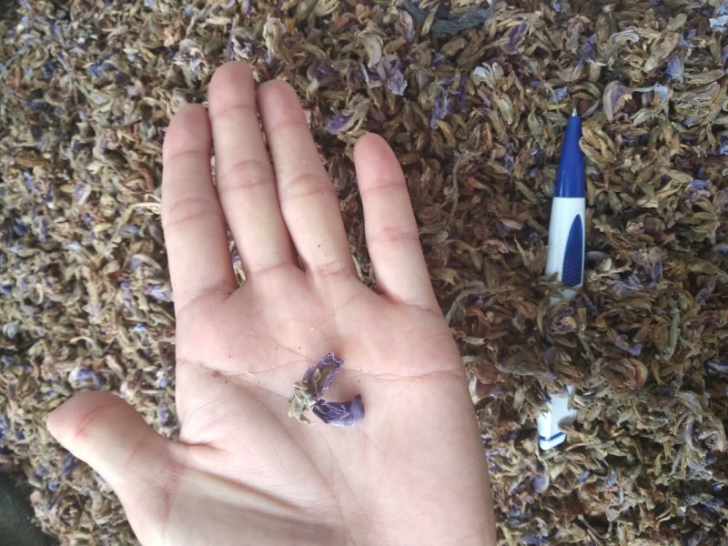 葛花无硫磺熏大葛花顔色靓