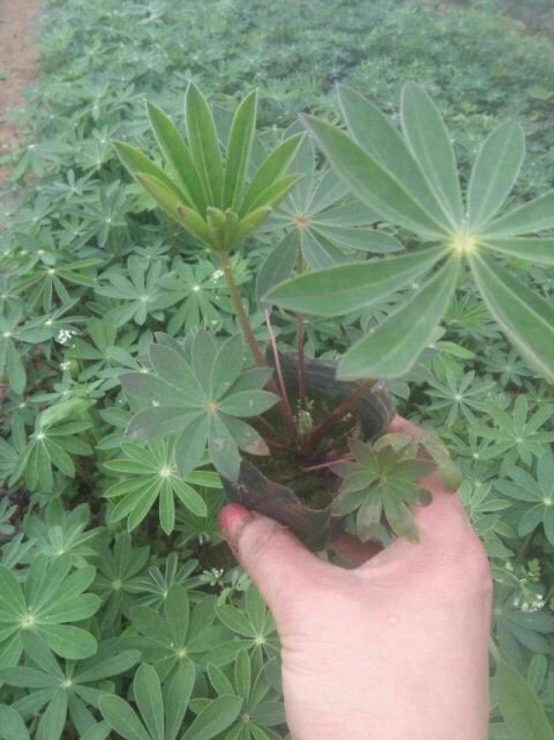 羽扇豆，羽山豆鲁冰花基地直销，常年供应各种绿化苗木