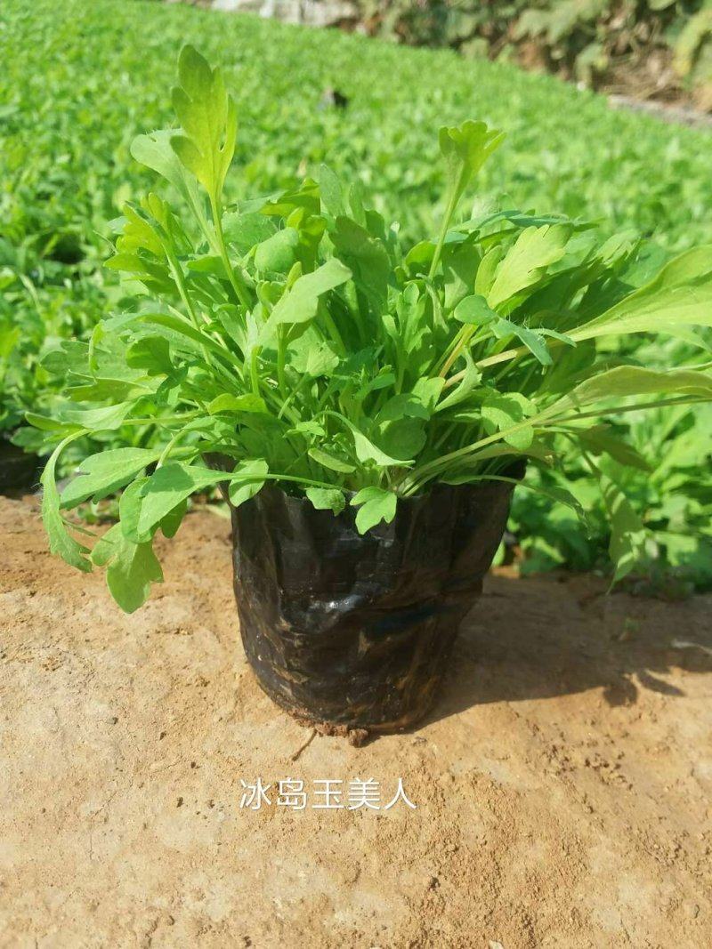 冰岛虞美人，基地直销，常年供应各种绿化苗木