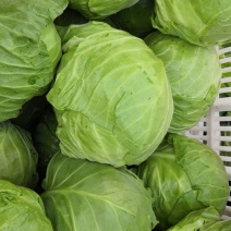 甘蓝大头菜中甘系列大量有货超市市场质量保证