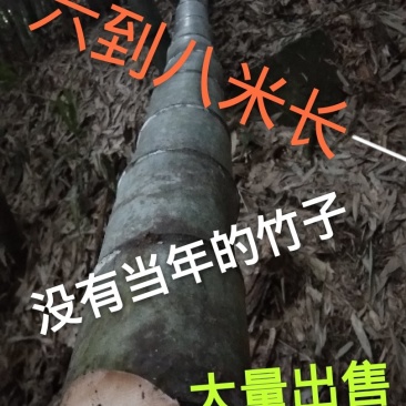 竹子