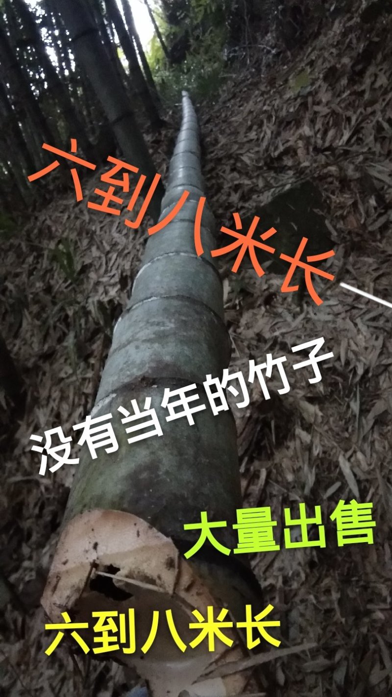 竹子
