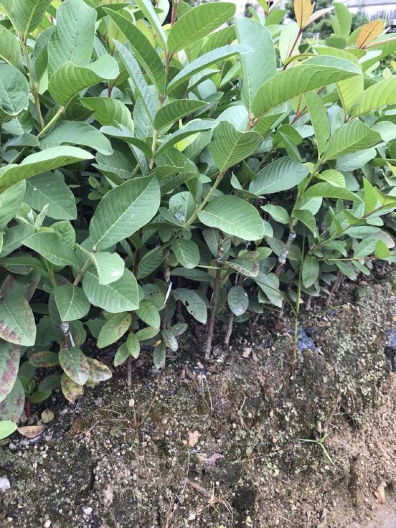 台湾珍珠番石榴苗小杯和中杯30~50cm高，