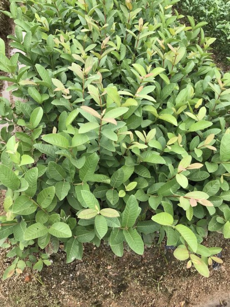 台湾珍珠番石榴苗小杯和中杯30~50cm高，
