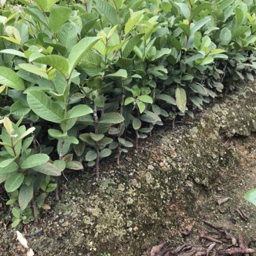 台湾珍珠番石榴苗小杯和中杯30~50cm高，
