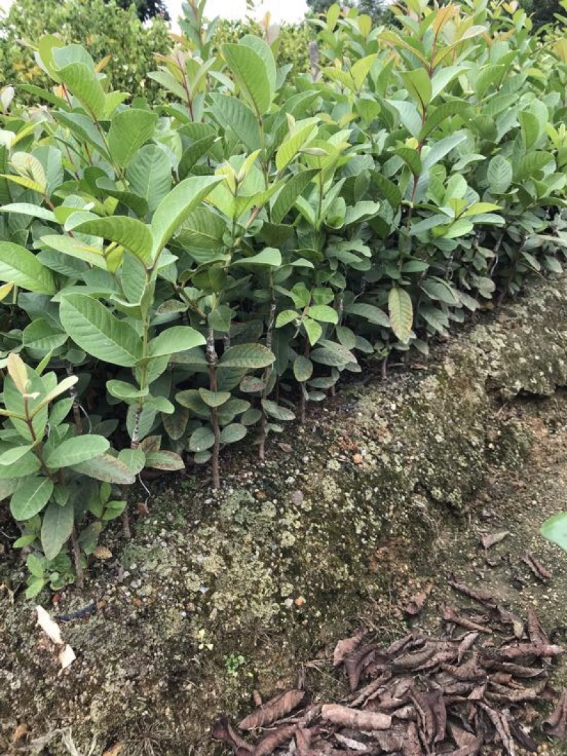 台湾珍珠番石榴苗小杯和中杯30~50cm高，