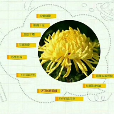 金丝黄菊