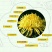 金丝黄菊