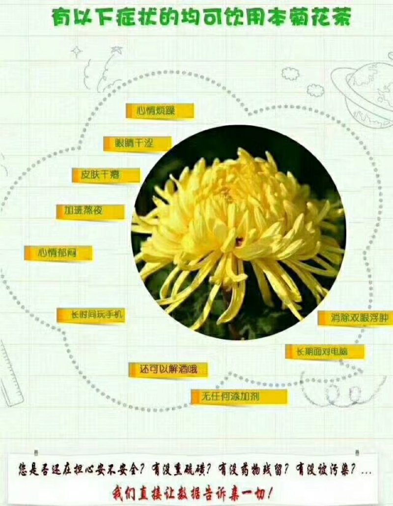 金丝黄菊