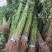 红油香椿苗，技术支持，规格齐全，种植方便。