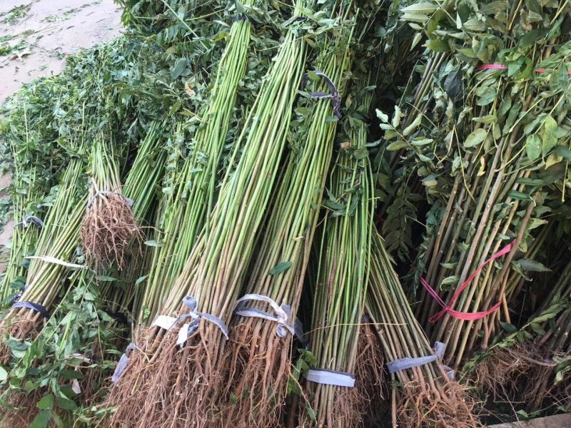 红油香椿苗，技术支持，规格齐全，种植方便。