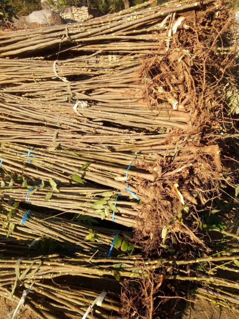 红油香椿苗，技术支持，规格齐全，种植方便。