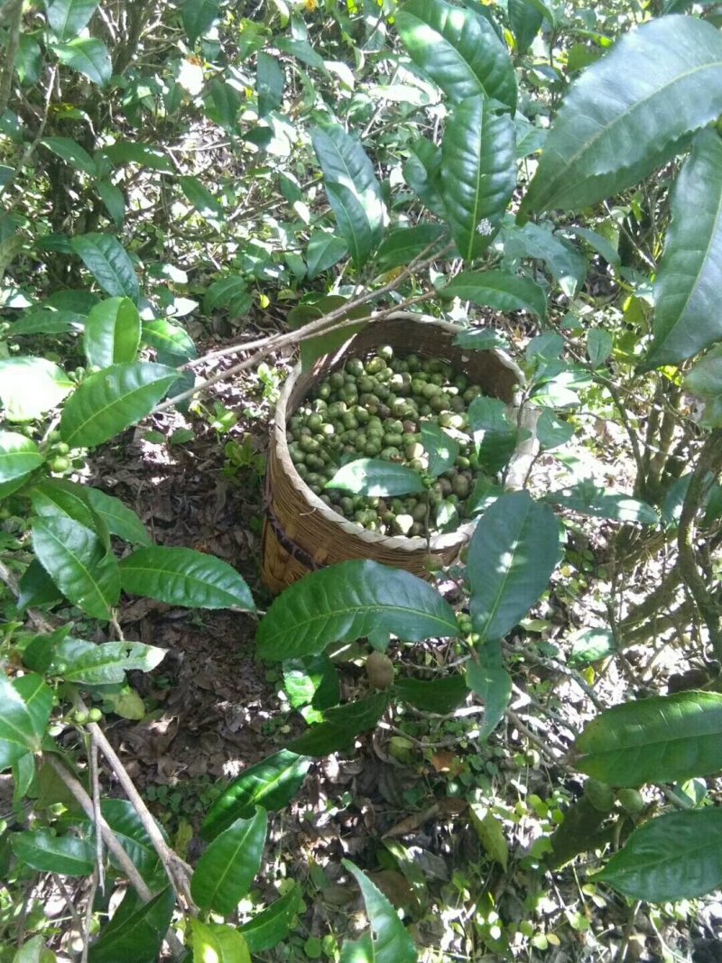 云南省临沧市凤庆县凤山镇野生茶果