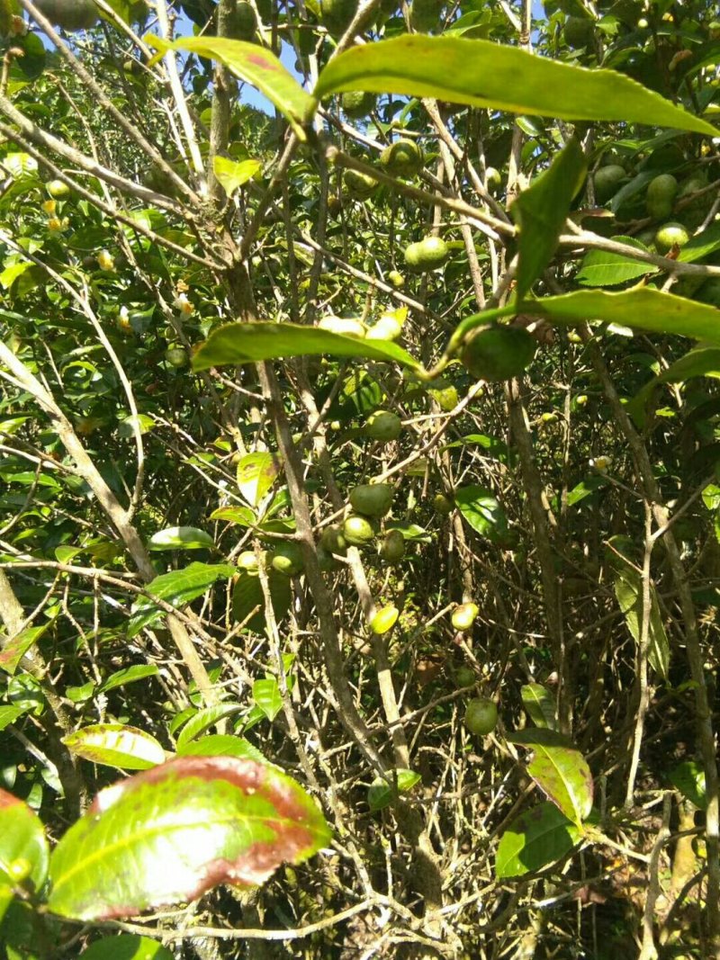 云南省临沧市凤庆县凤山镇野生茶果