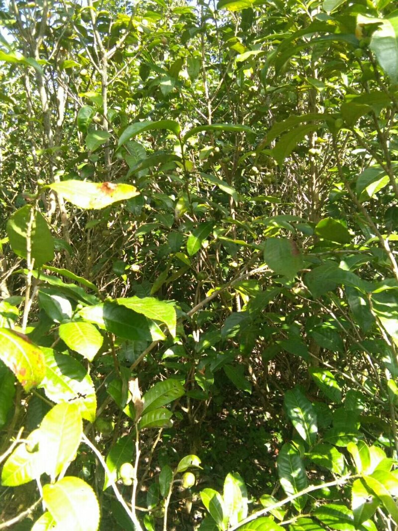 云南省临沧市凤庆县凤山镇野生茶果