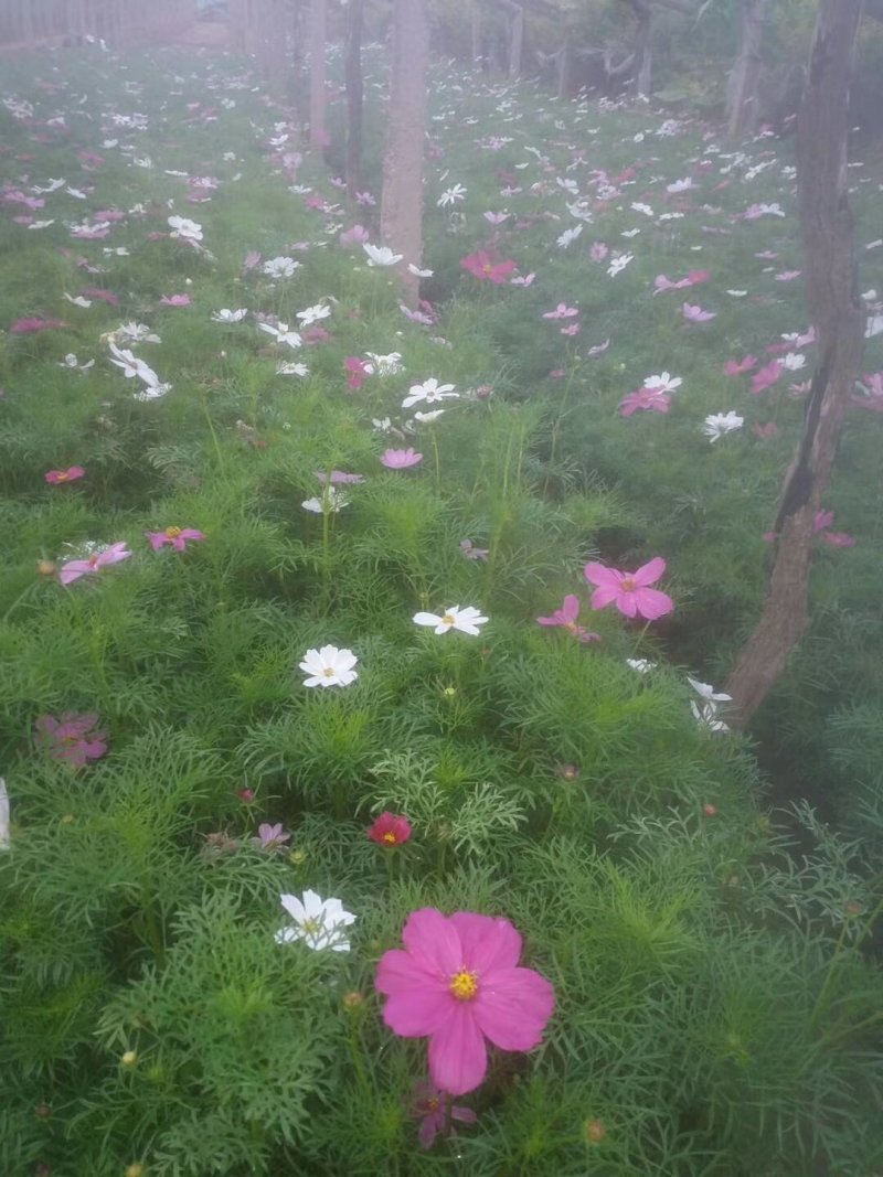 波斯菊，格桑花，基地直销，常年供应各种绿化苗木