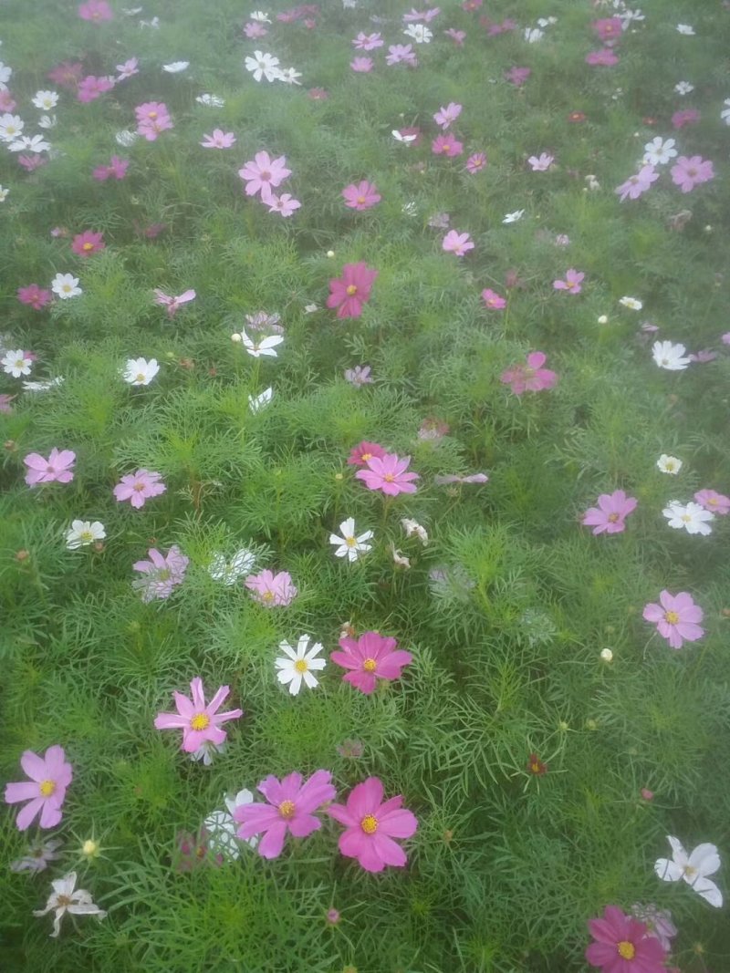 波斯菊，格桑花，基地直销，常年供应各种绿化苗木