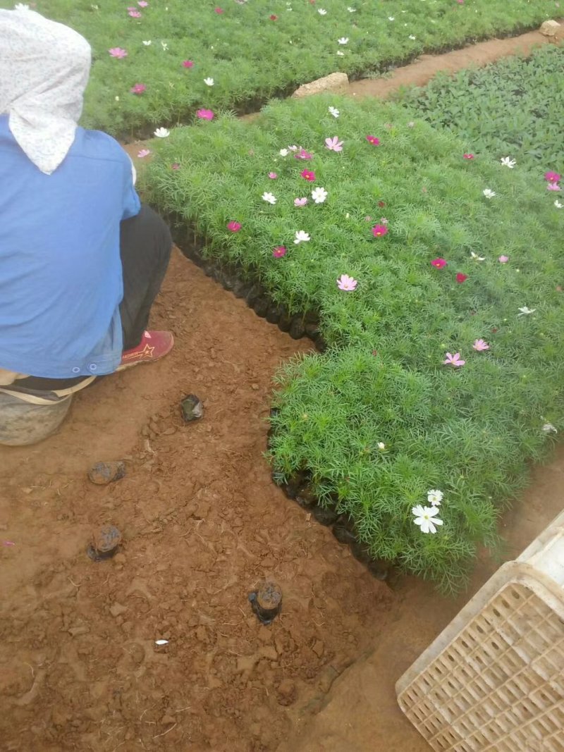 波斯菊，格桑花，基地直销，常年供应各种绿化苗木
