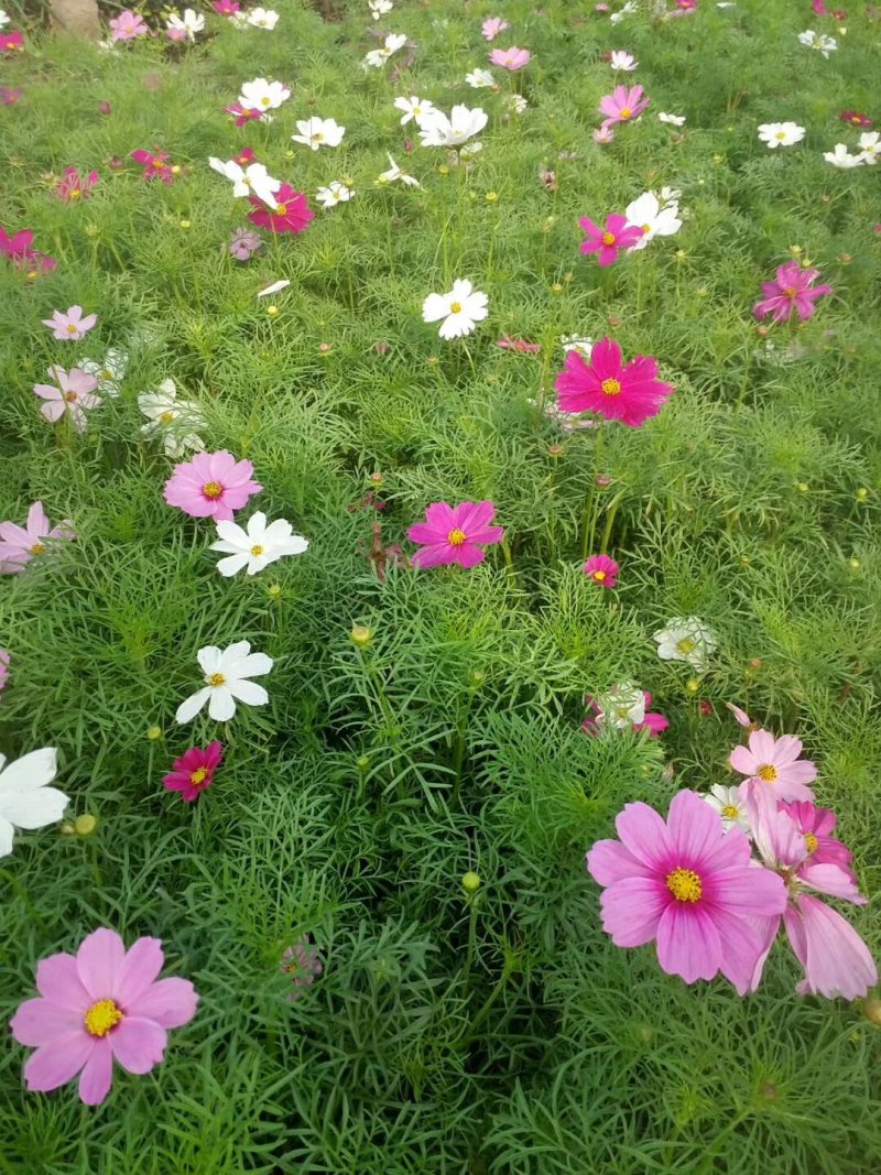 波斯菊，格桑花，基地直销，常年供应各种绿化苗木