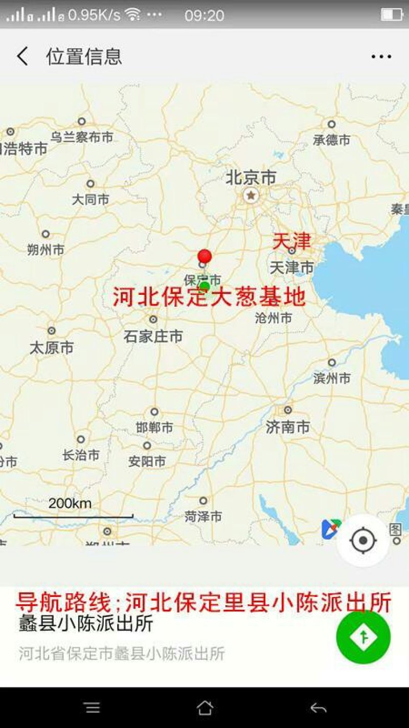 河北大葱批发基地欢迎您，诚信的小陈乡人民欢迎四海客商