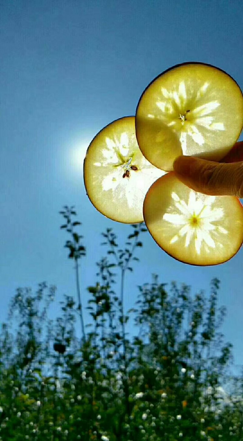 盐源苹果