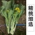 增城高脚迟菜心,12月上市