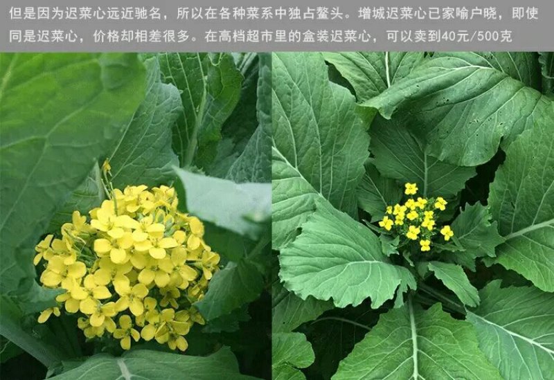 增城高脚迟菜心,12月上市