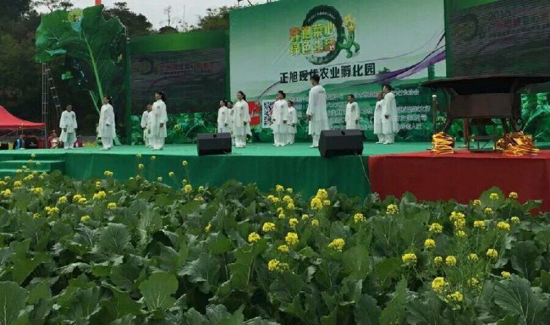 增城高脚迟菜心,12月上市