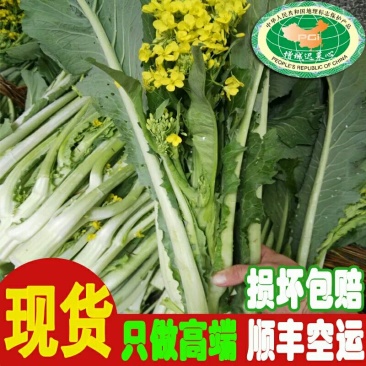 增城高脚迟菜心,12月上市