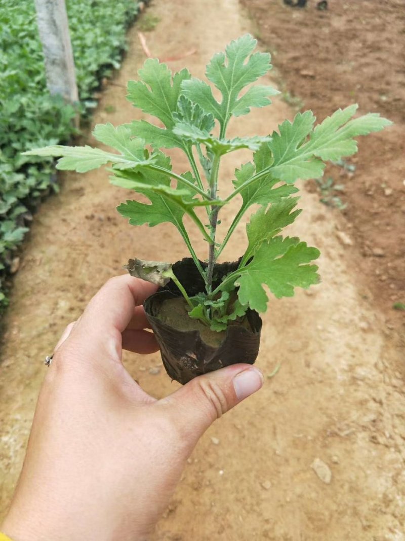 地被菊，基地直销，常年供应各种绿化苗木。