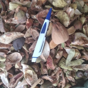 薜荔果
