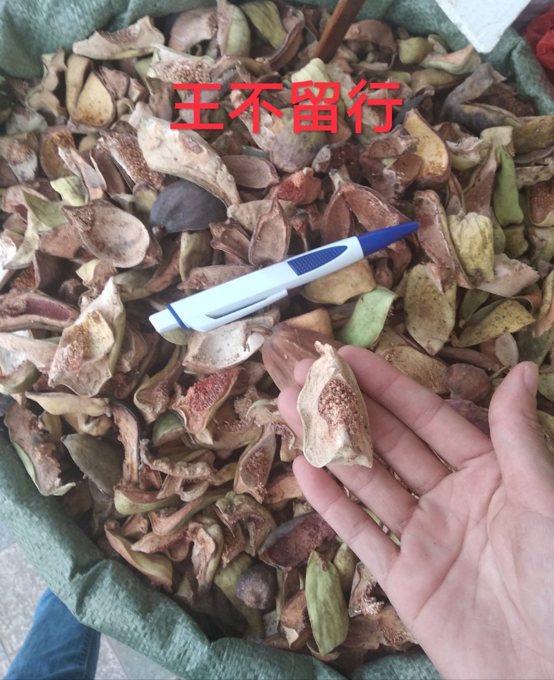 薜荔果