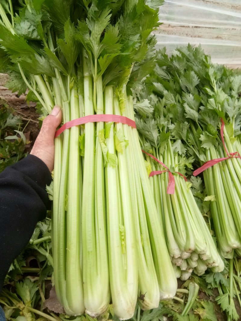 芹菜杆青黄，净根，手工干净品质好