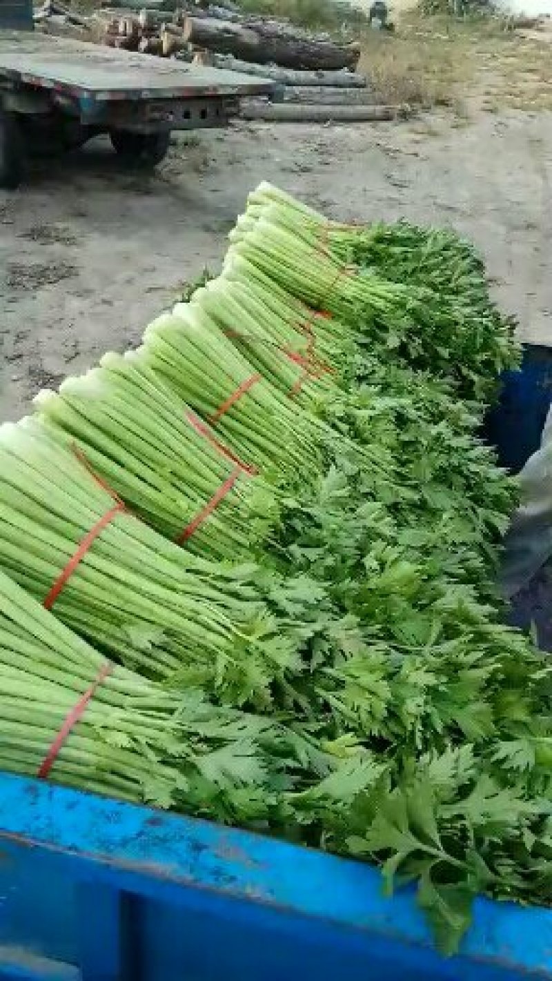 芹菜杆青黄，净根，手工干净品质好