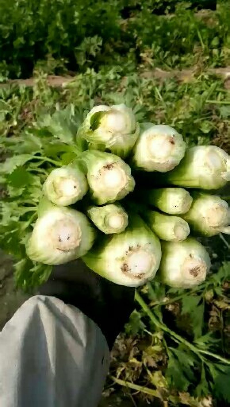 芹菜杆青黄，净根，手工干净品质好