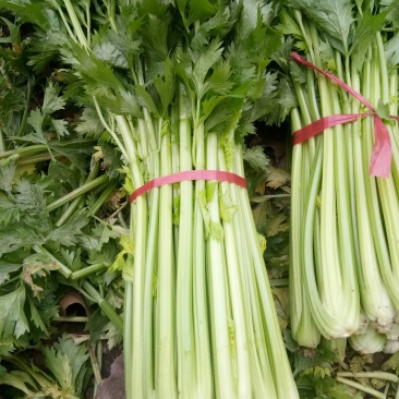芹菜杆青黄，净根，手工干净品质好