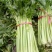 芹菜杆青黄，净根，手工干净品质好
