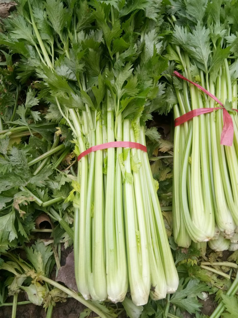 芹菜杆青黄，净根，手工干净品质好