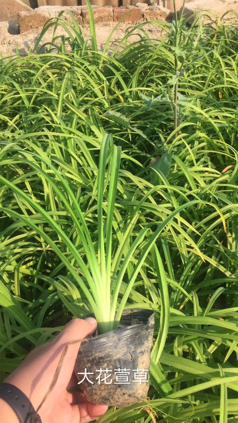 萱草，红运萱草，基地直销，常年供应各种绿化苗木
